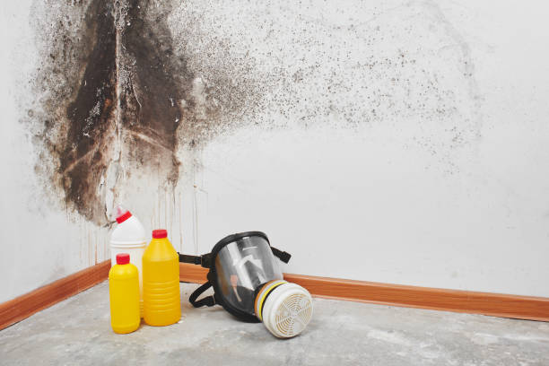 Best Mold Damage Repair  in Forsyth, MO