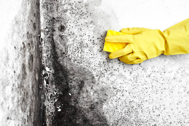 Best Mold Cleaning Services  in Forsyth, MO