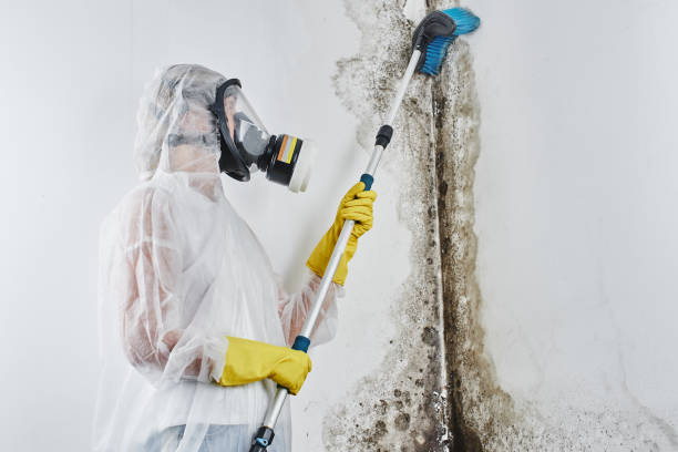 Best Attic Mold Removal  in Forsyth, MO