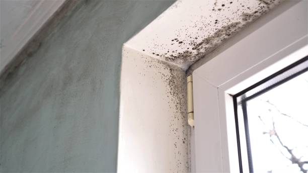 Best Fast Mold Removal  in Forsyth, MO