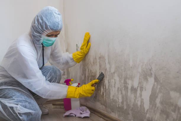 Best Mold Remediation  in Forsyth, MO