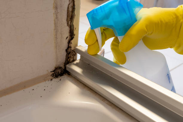 Best Mold Removal and Inspection  in Forsyth, MO