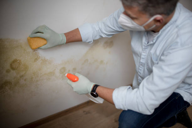 Best Crawl Space Mold Removal  in Forsyth, MO