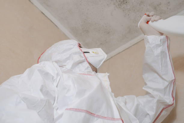 Best Local Mold Removal Service  in Forsyth, MO