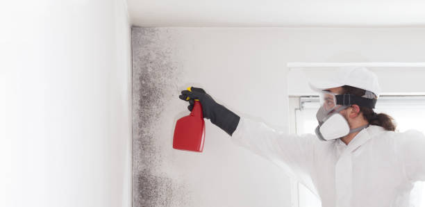 Best Office Mold Removal Services  in Forsyth, MO