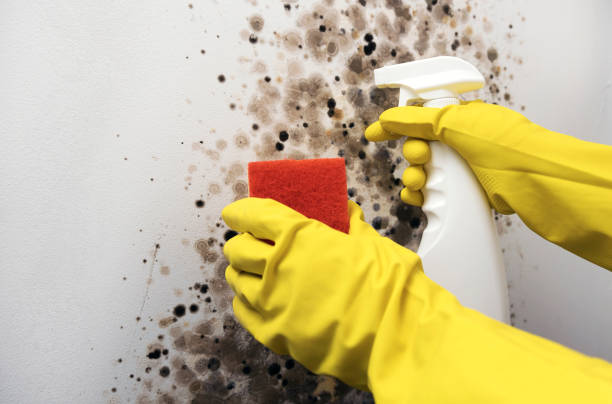 Best Best Mold Removal Companies  in Forsyth, MO
