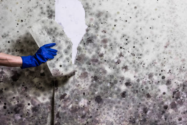 Best Crawl Space Mold Removal  in Forsyth, MO
