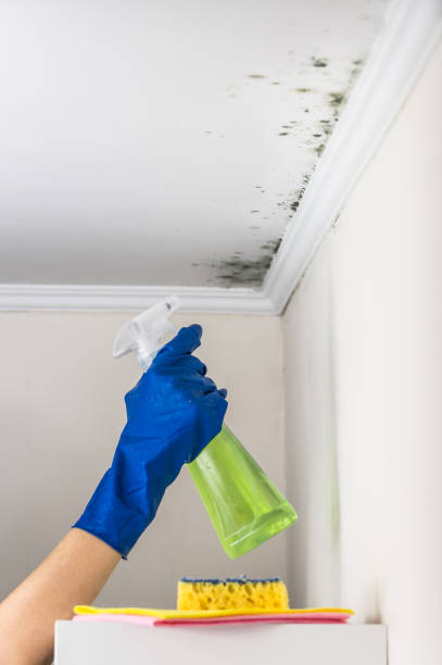 Mold Removal and Inspection in Forsyth, MO