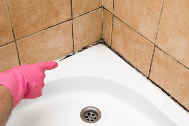 Best Professional Mold Removal  in Forsyth, MO