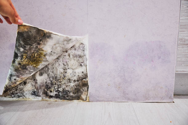 Best Emergency Mold Removal  in Forsyth, MO
